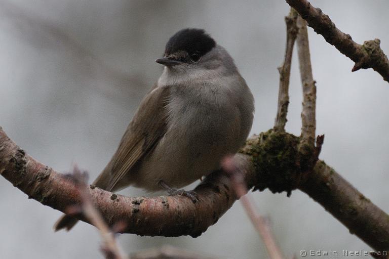 ENE-20100224-0072.jpg - [nl] Zwartkop ( Sylvia atricapilla ) | Ommeren, Nederland[en] Blackcap ( Sylvia atricapilla ) | Ommeren, The Netherlands